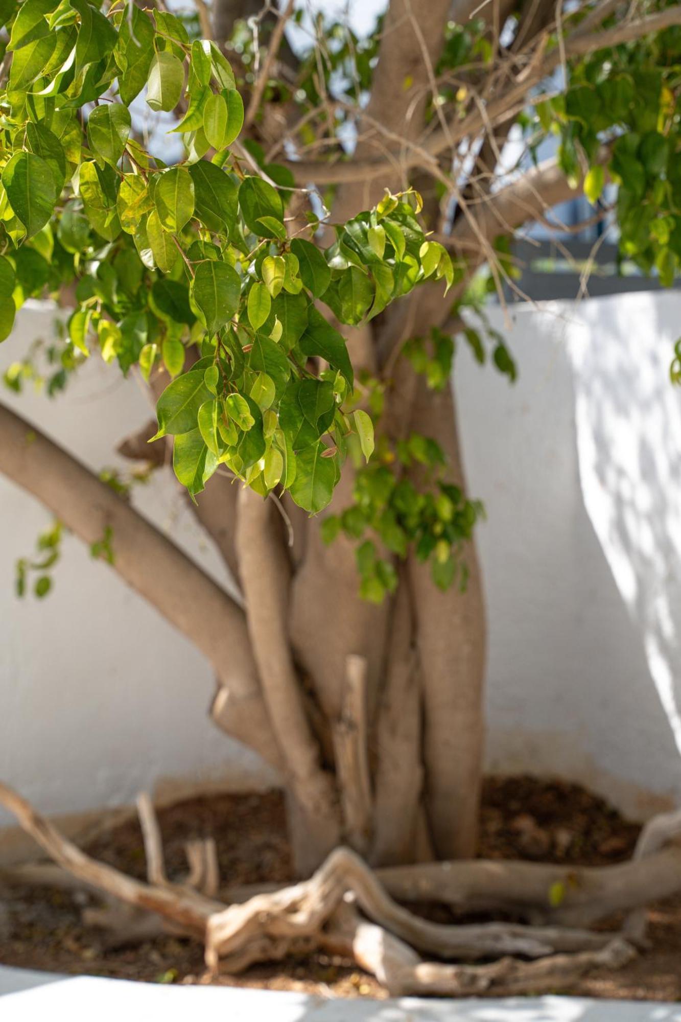 Apollonas & Sibylla Villa Chorio  Dış mekan fotoğraf